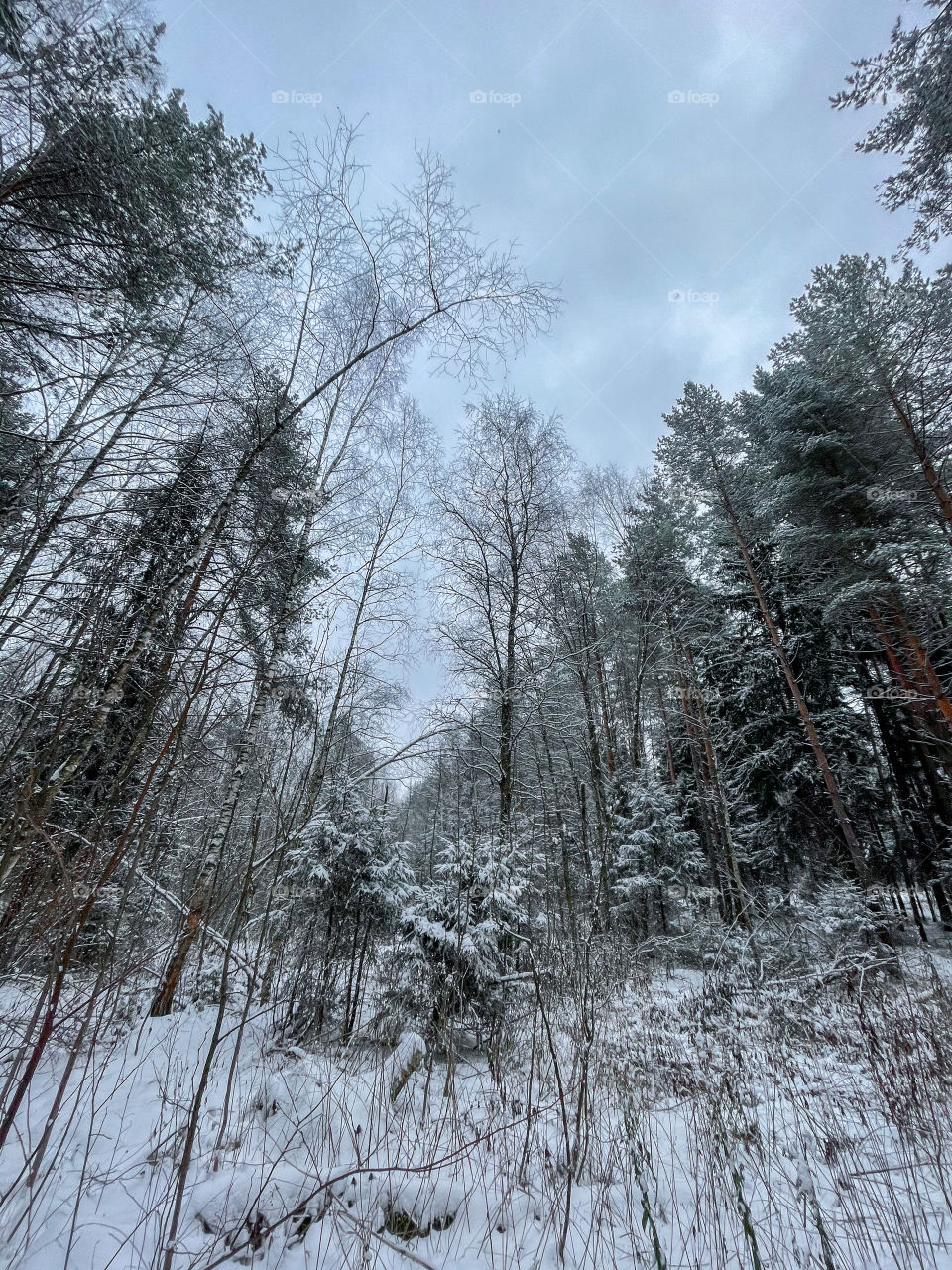 Winter landscape with forest in cloudy December day 