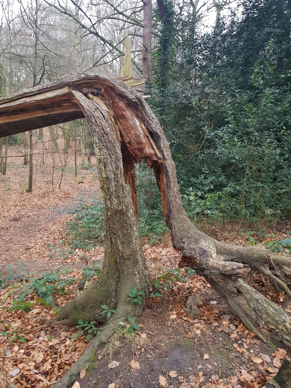 The tired, hollow tree of Hampstead Heath