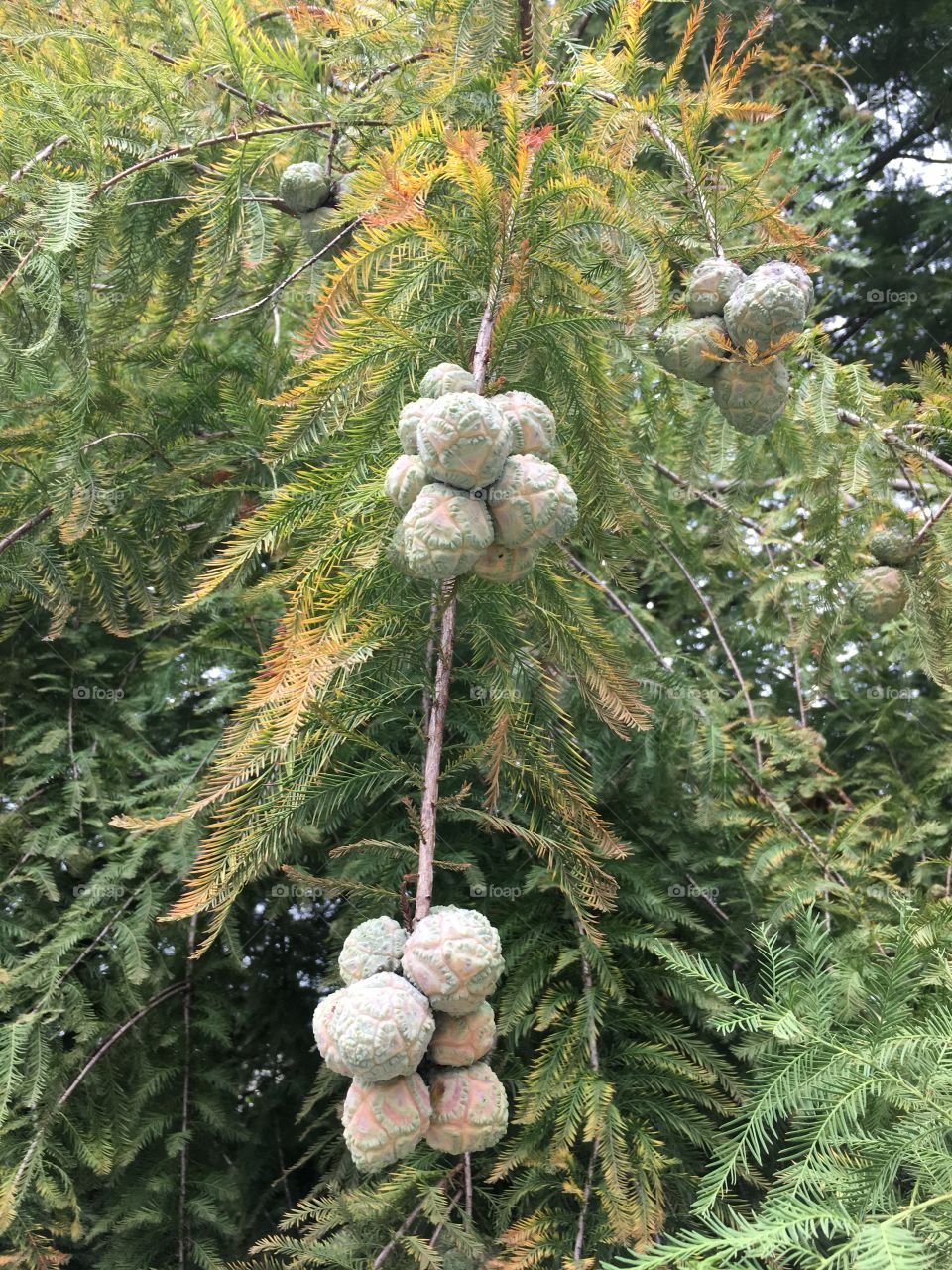 Cypress Tree Nuts 