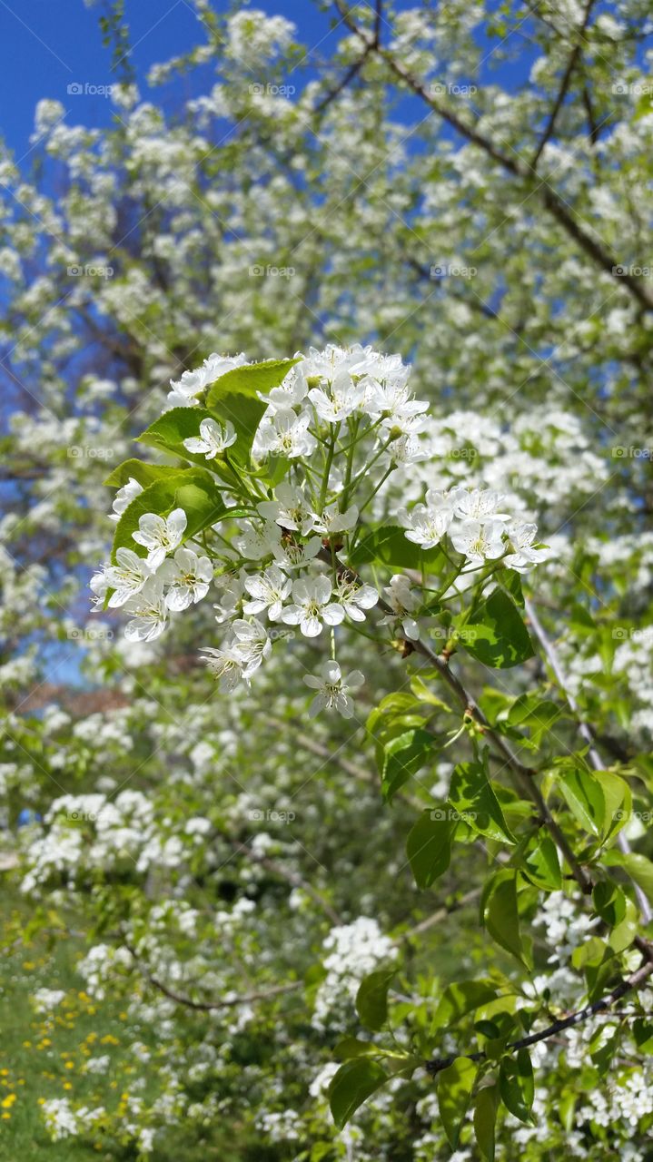 Paris spring flowers