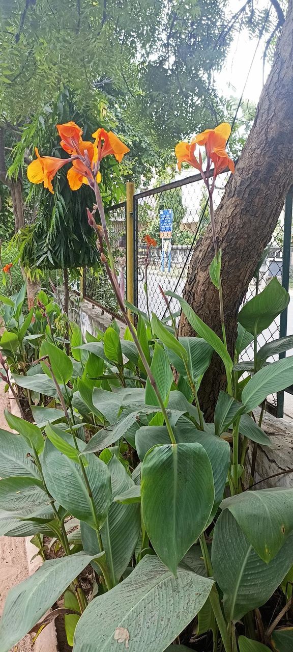 Kanna Flower