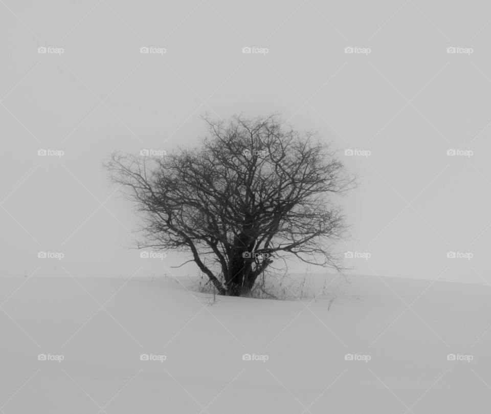 Winter moody landscape with a single lonely naked tree, sleeping among white cover of snow during cold misty day