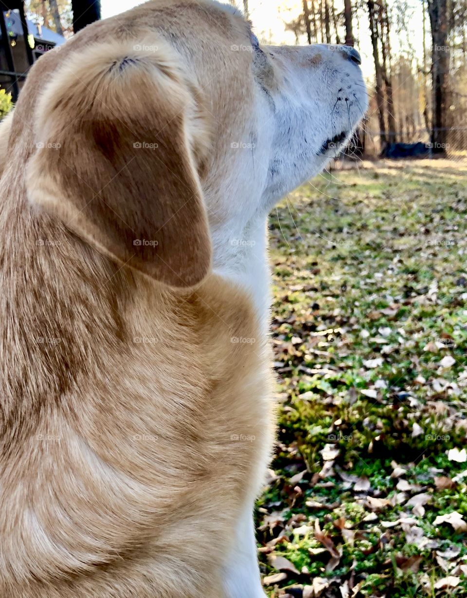 Dog looking away into sunset in woods 