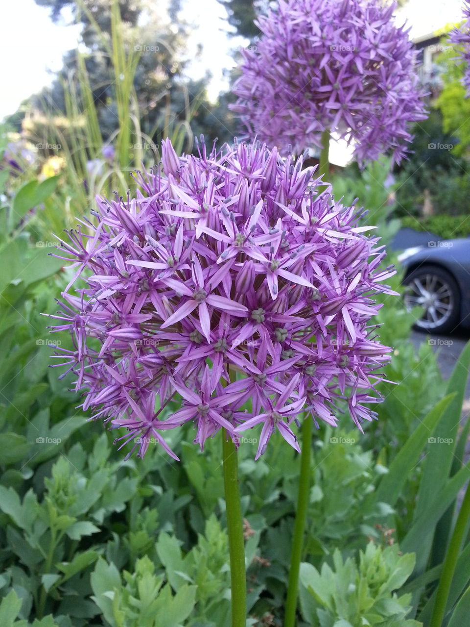 Allium