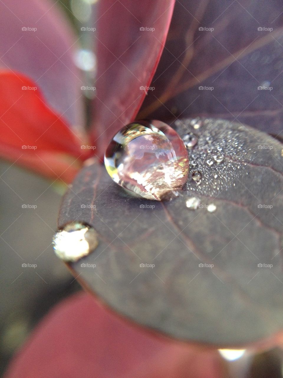 Dewdrop