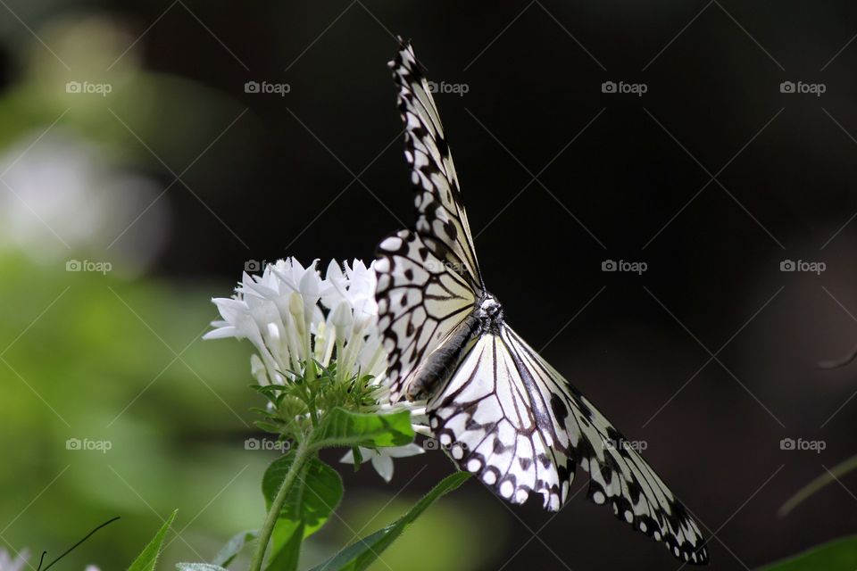 A beautiful butterfly lands on a flower that compliments its colors 