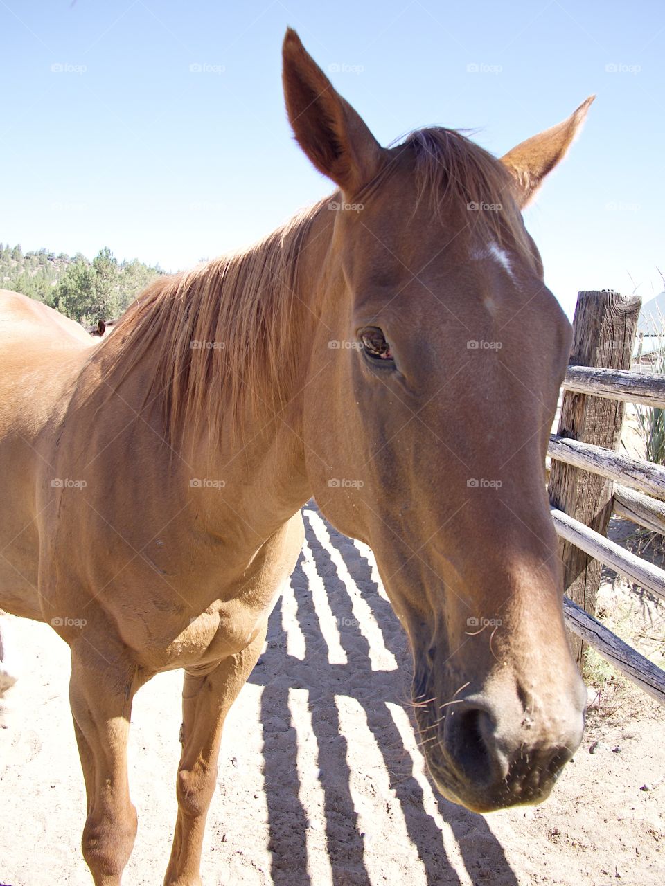 Beautiful horses in a pen on a Central Oregon ranch on a sunny summer day. 