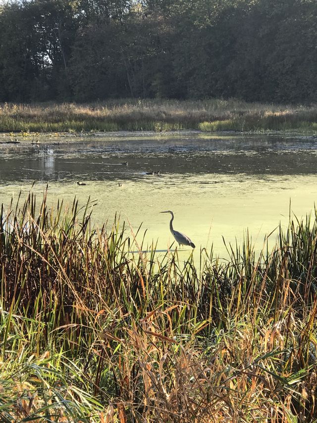 Marsh 