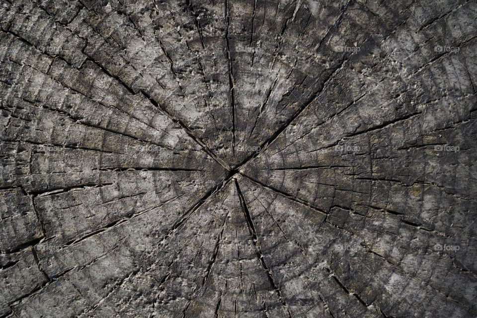 texture of wooden surface . macro shot