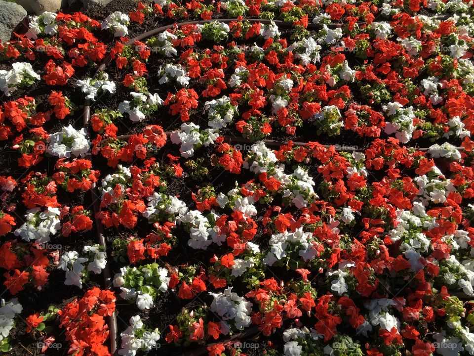 Elevated view of flowers on field