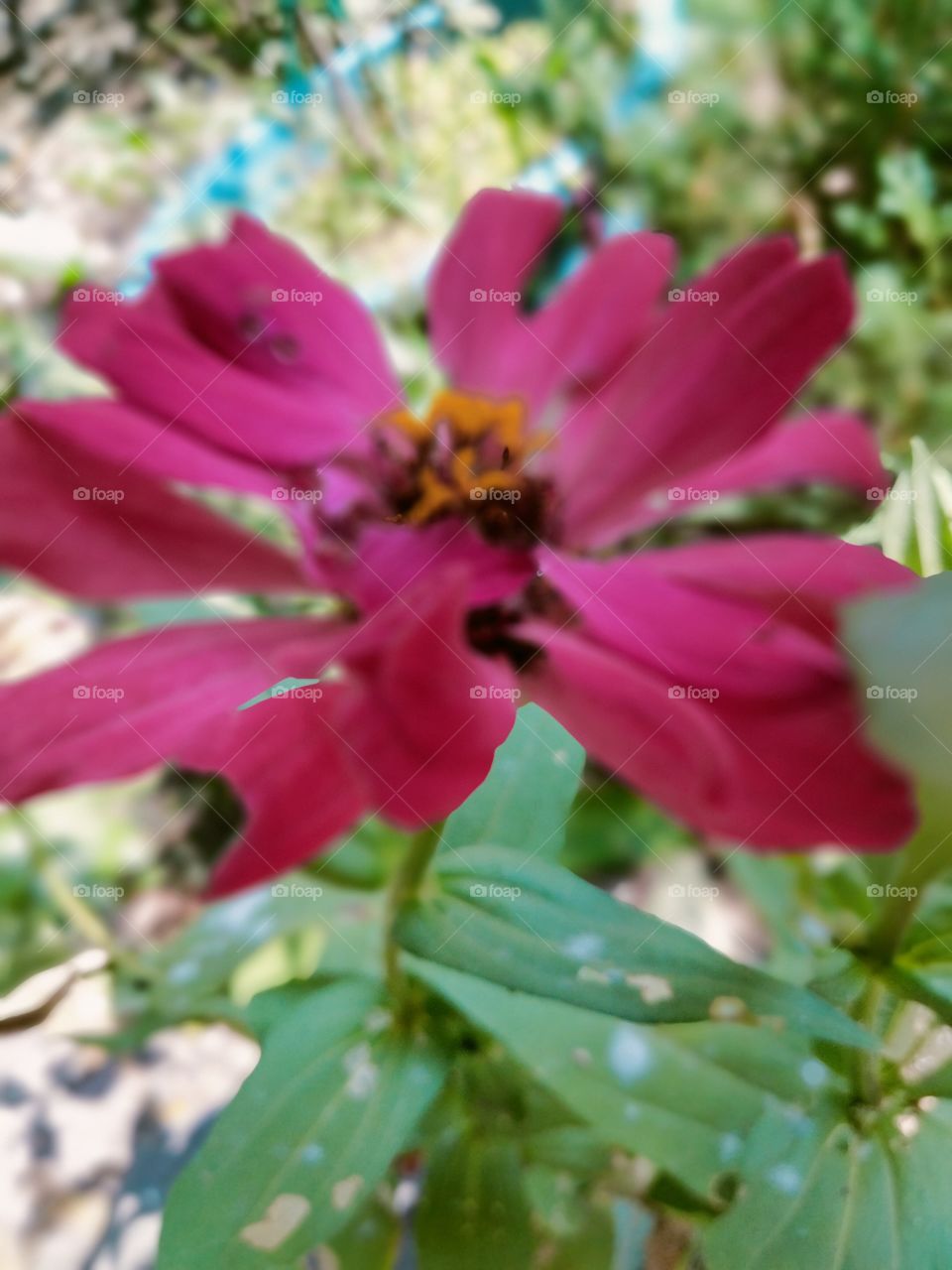 Zinnia is a genus of plants of the sunflower tribe within the daisy family. They are native to scrub and dry grassland in an area stretching from the Southwestern United States to South America, with a centre of diversity in Mexico