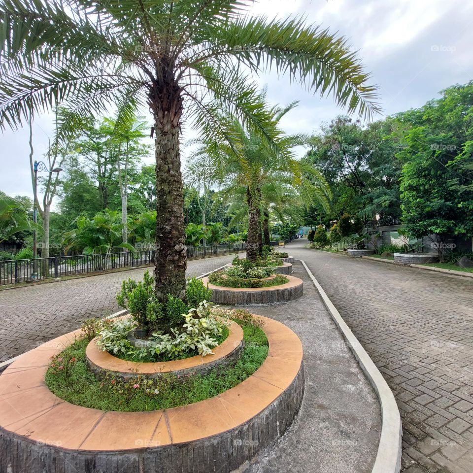 Phoenix canariensis, a walnut palm tree that is used as an ornamental plant that gives the impression of luxury and makes the environment cool.