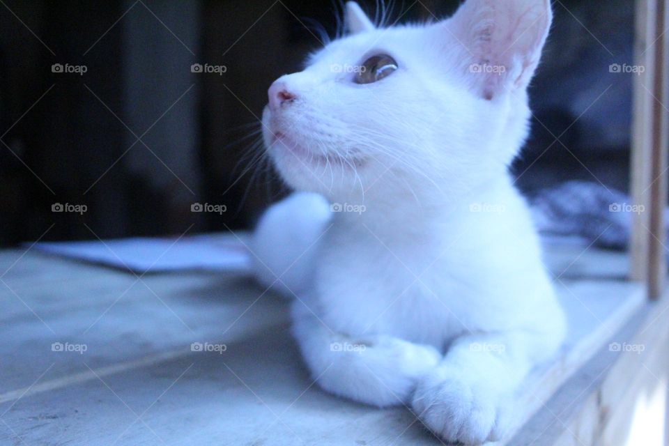 white kitten