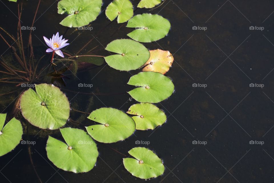 Lotus Pond