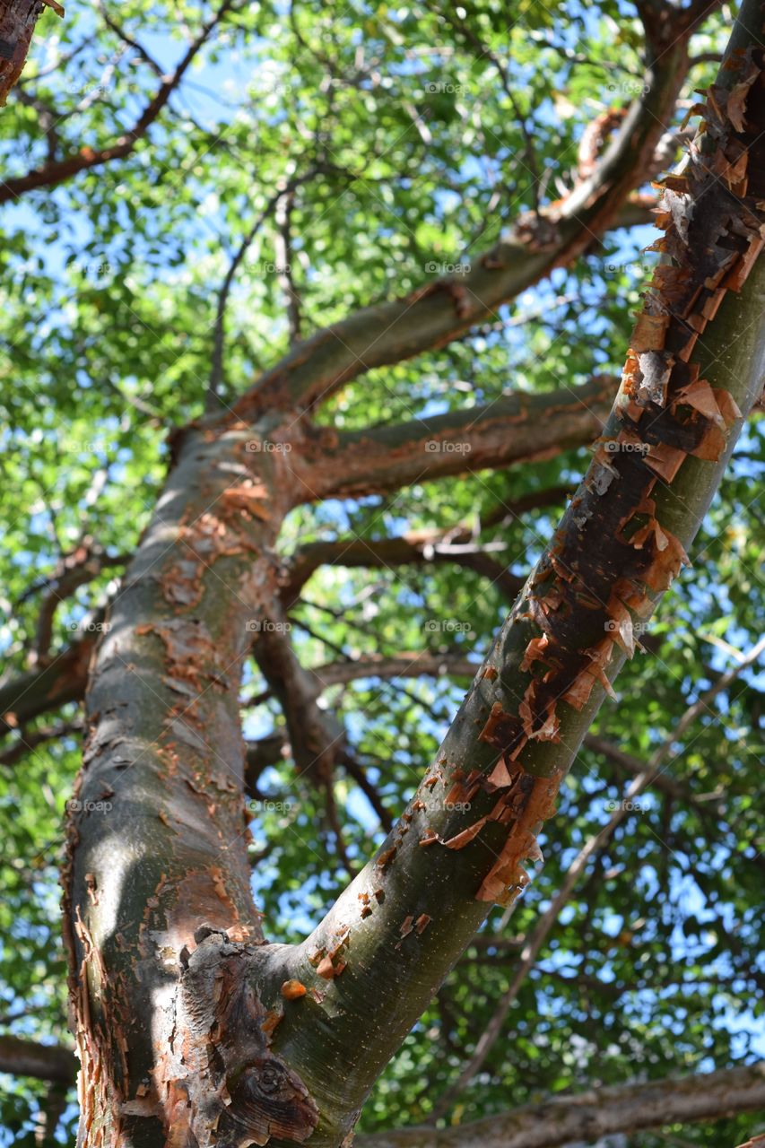 A Gumbo Limbo tree is also known as a "tourist tree" in Key West, FL because it is constantly red and peeling like a tourist without sunscreen. July 2016.