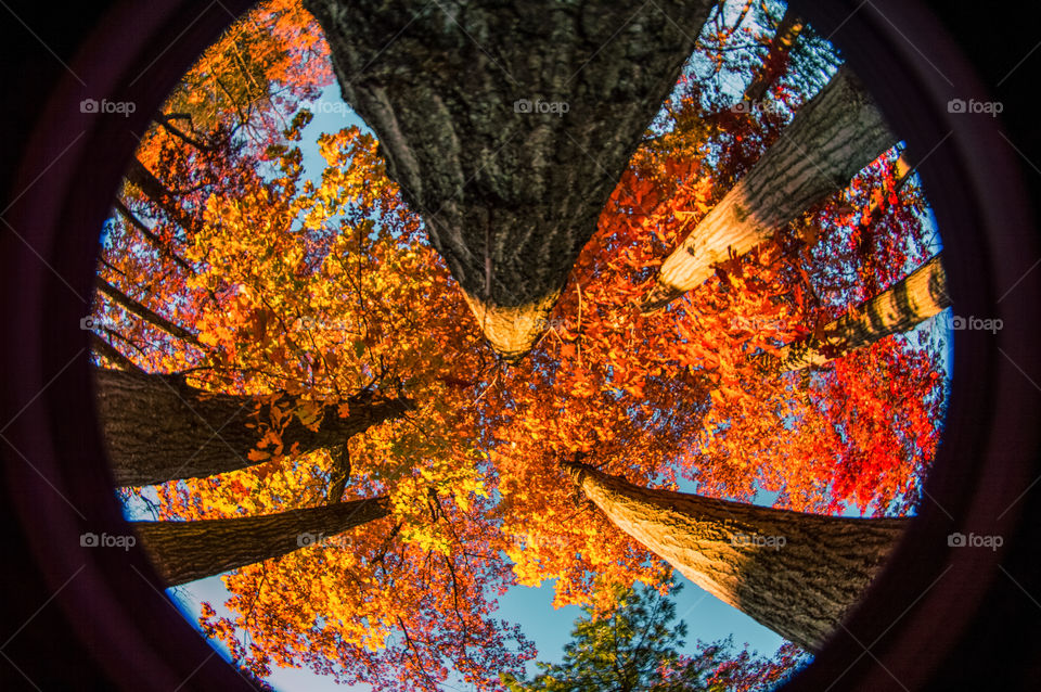 Autumn is all about laying down and looking at the tall colorful trees fill the sky 