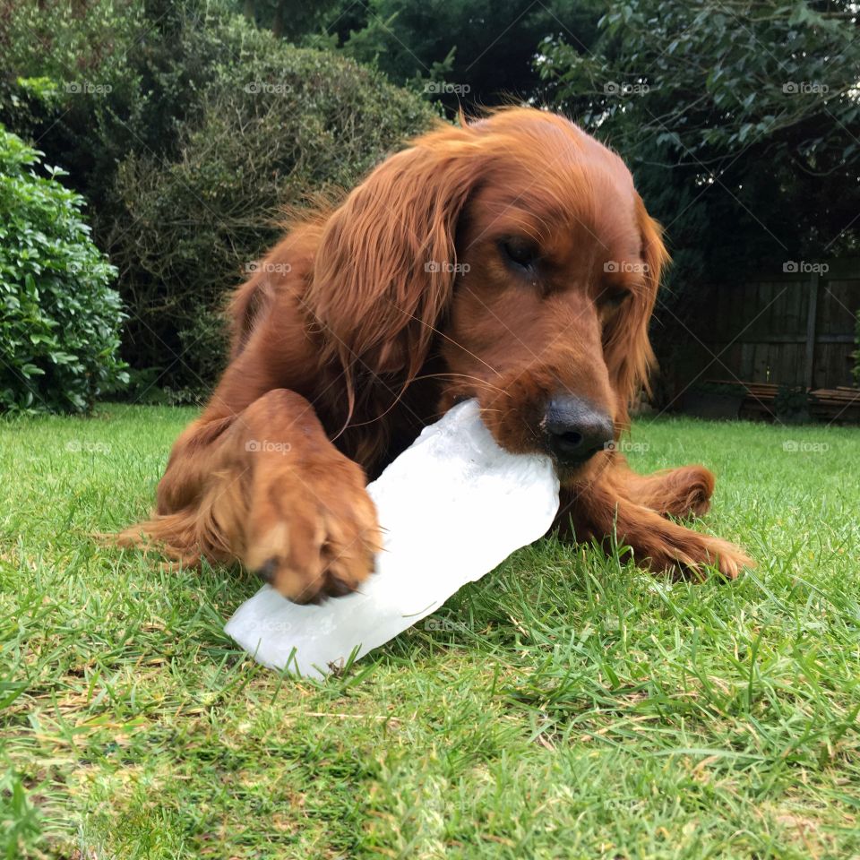 When it’s the hottest day of the year and you need to cool down ... a little ice cube just doesn’t do it ... only a HUGE one to munch on will do 🐶