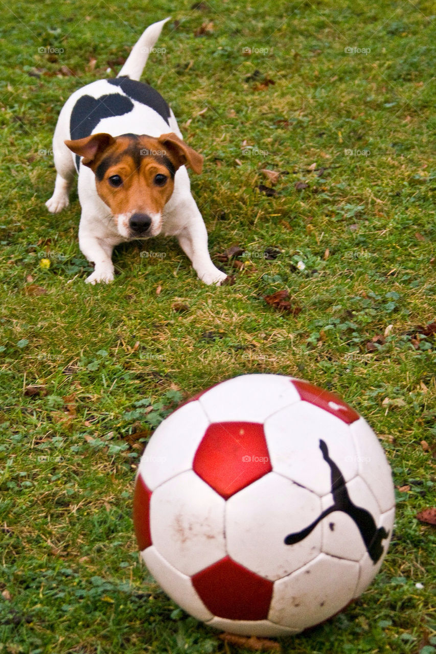 dog waiting pet ball by chrille_b