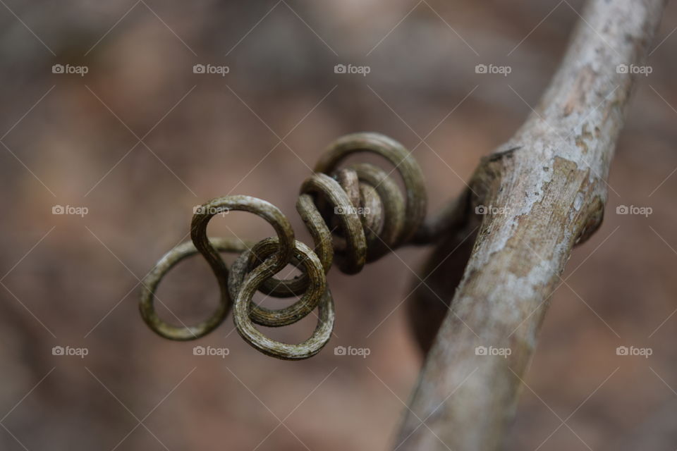 Dried Celtic vine