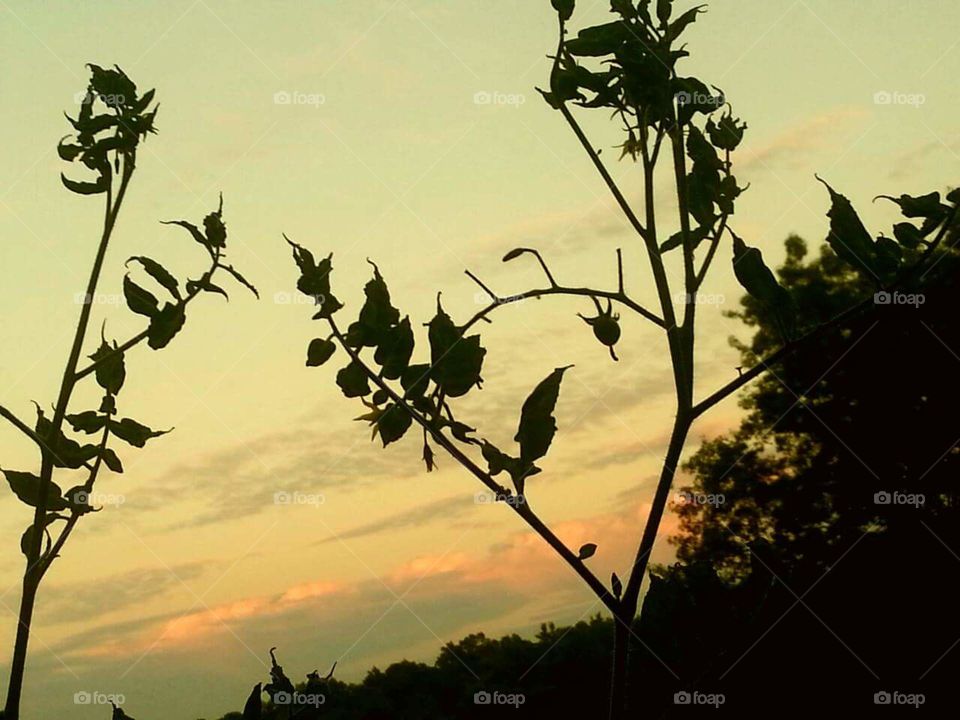 Sunset through the leaves