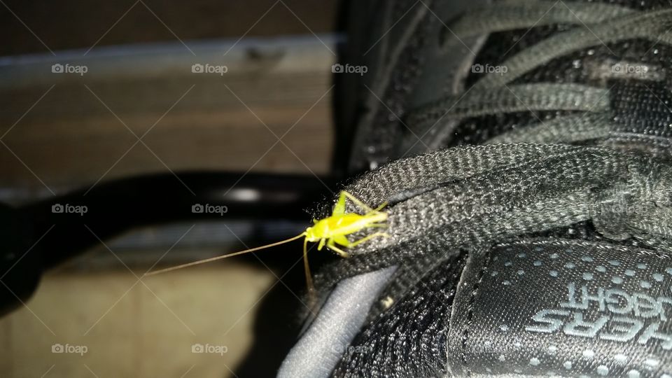 Little Grasshopper landed on my shoe as soon as I opened my door.