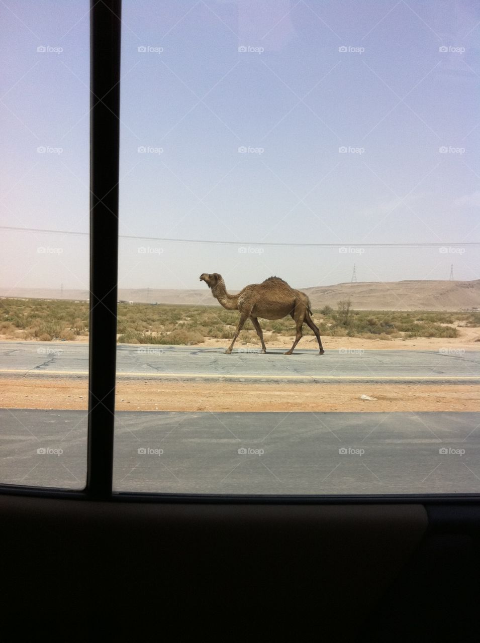 Seeing a brown camel from the car