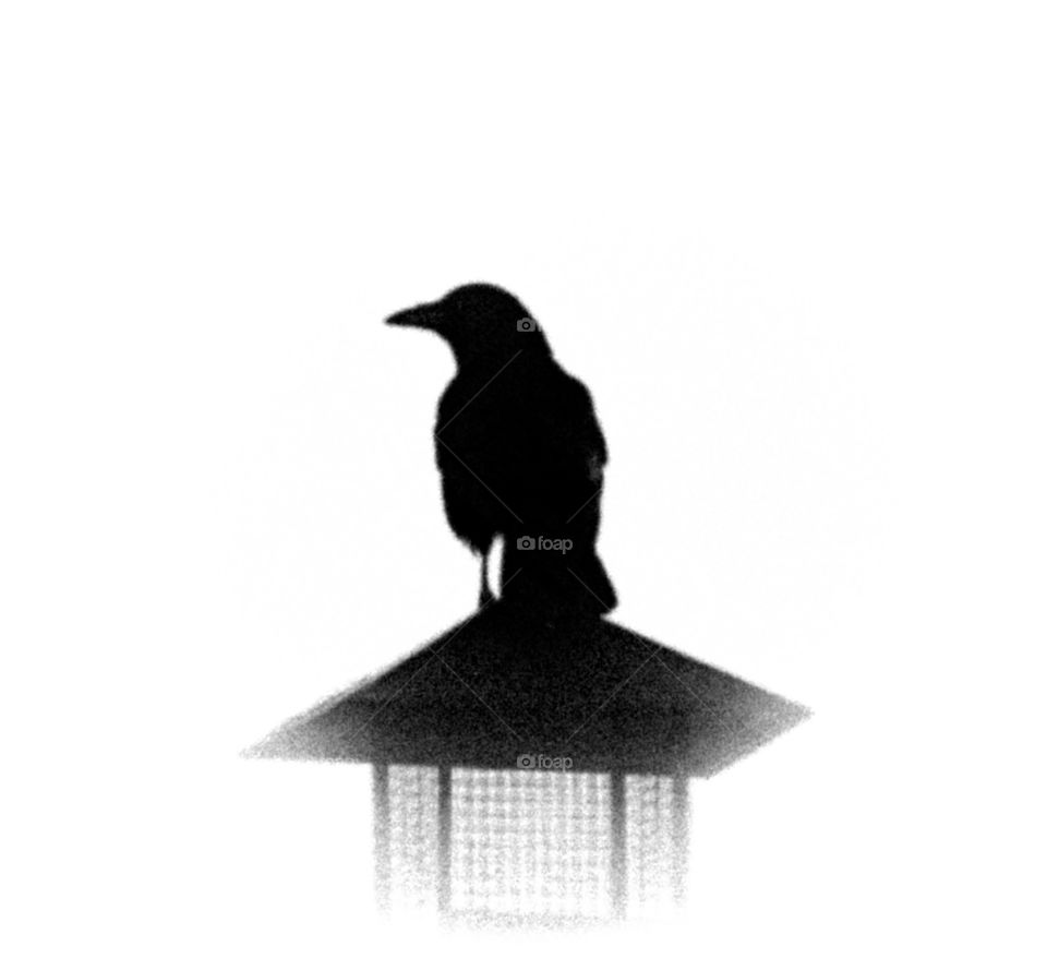 Crow on guard