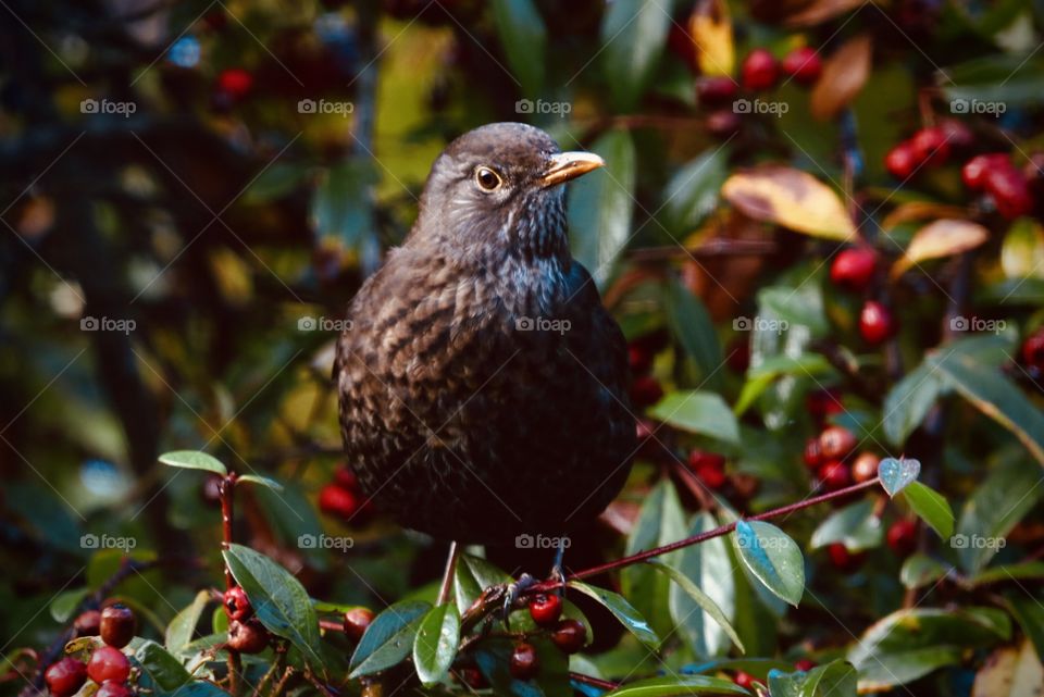 female blackbird on the bush