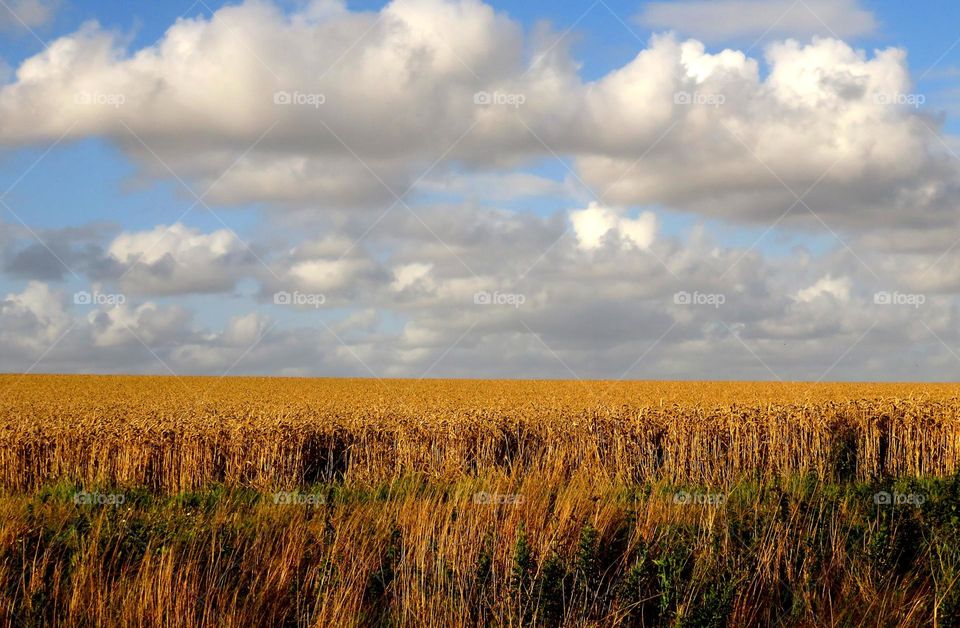 golden crop