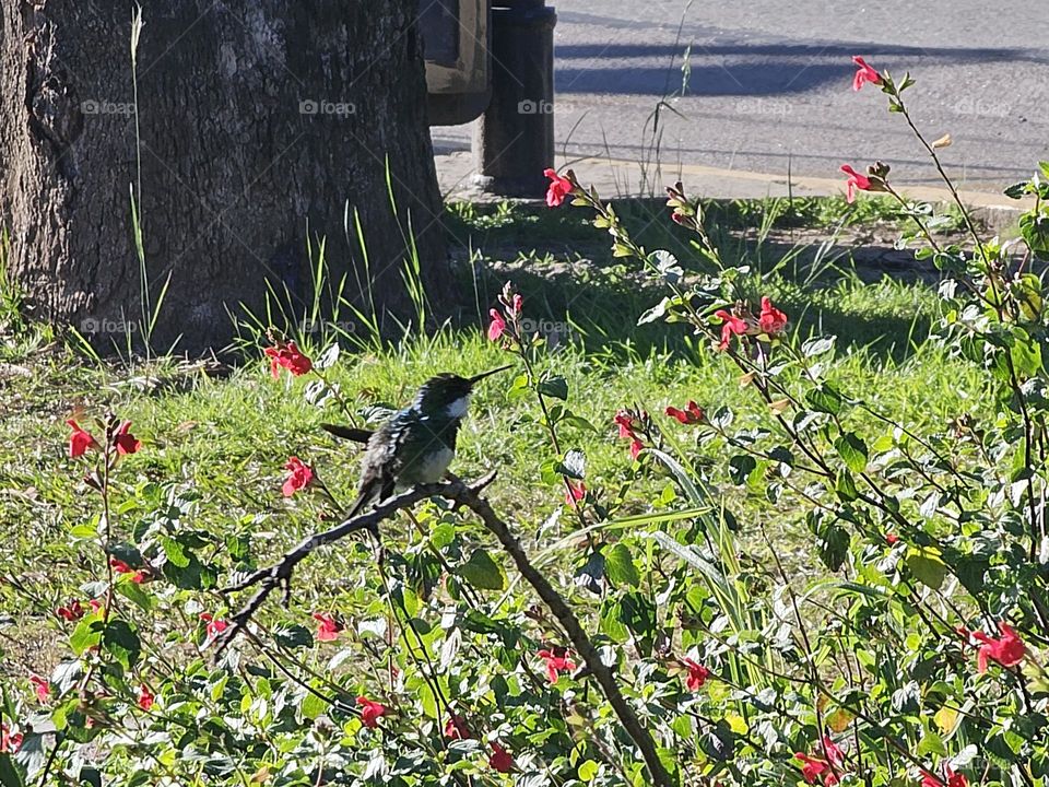 "Resting hummingbird." The tiny bird rests, perched for a few minutes before fluttering off searching for nectar from the red flowers that surround him.