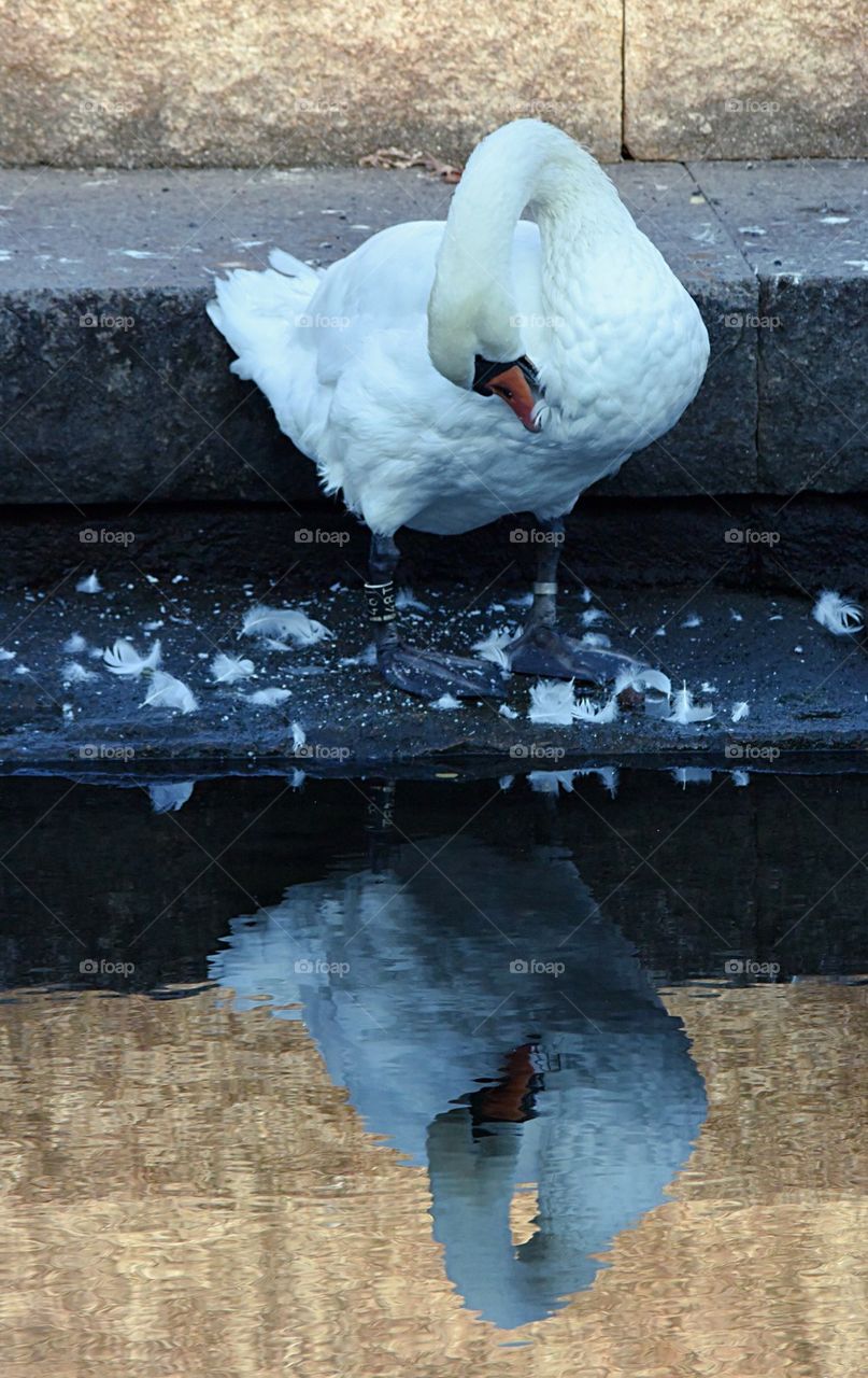 Swan grooming