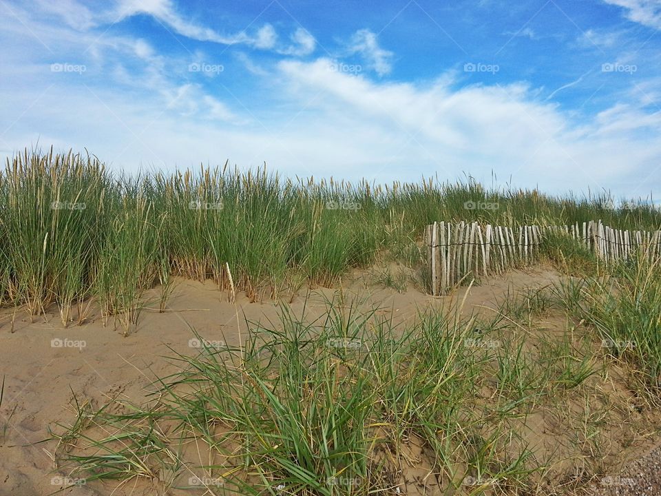 Beach Grass Sand