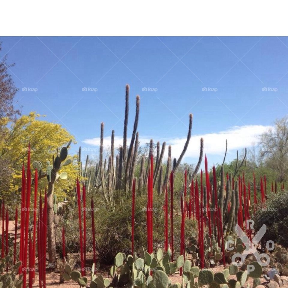Arizona Desert BotanicalGarden