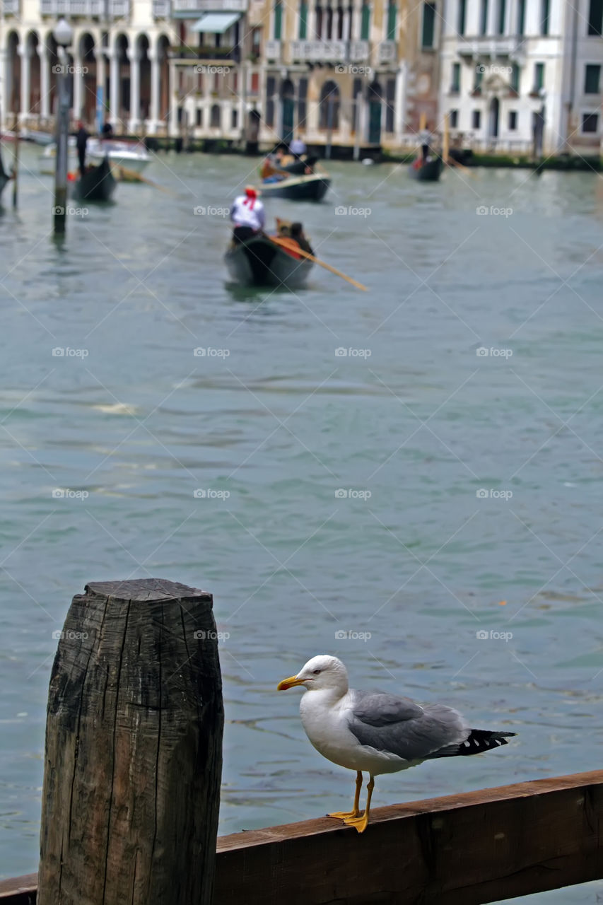 Seagull Sitting on Guard Rail in Venice