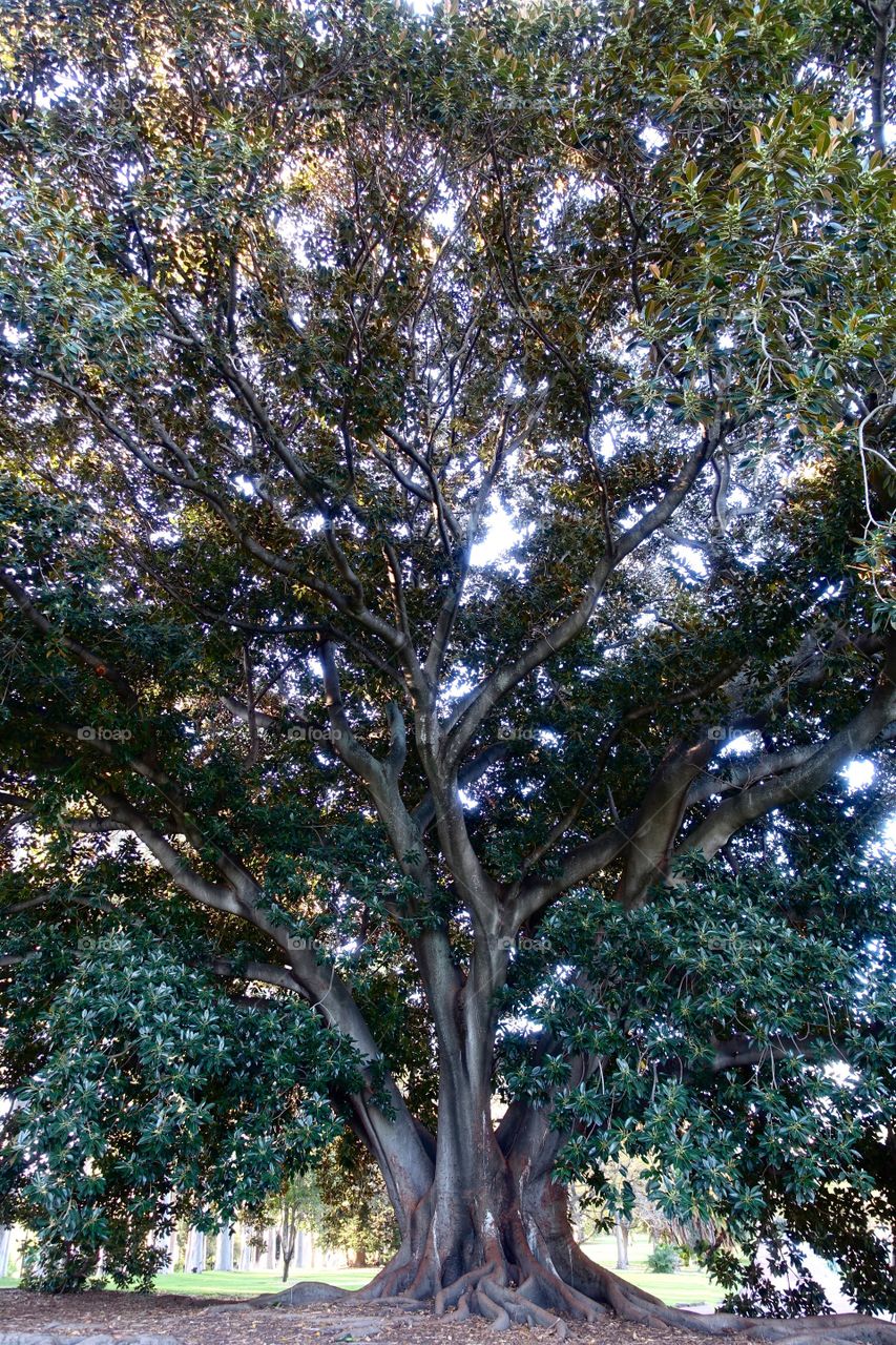 A Big tree in the park.