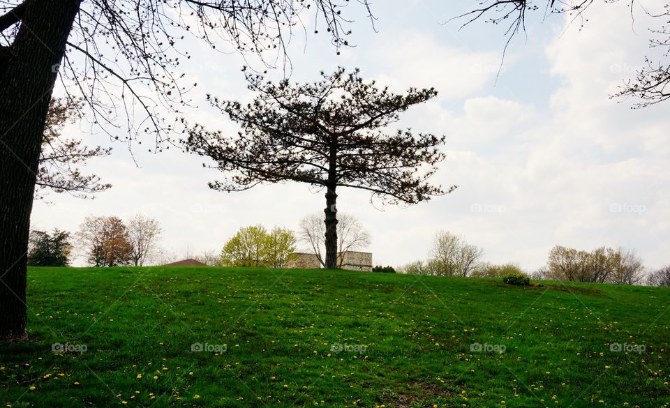 Nice Tree. Park Scene