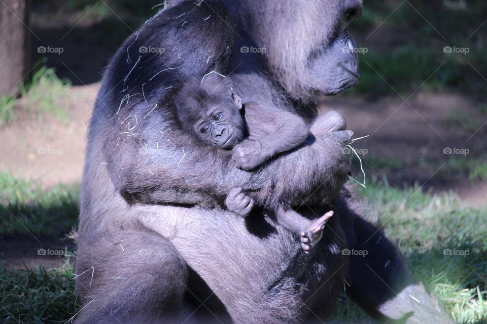 Close-up of gorilla with young baby