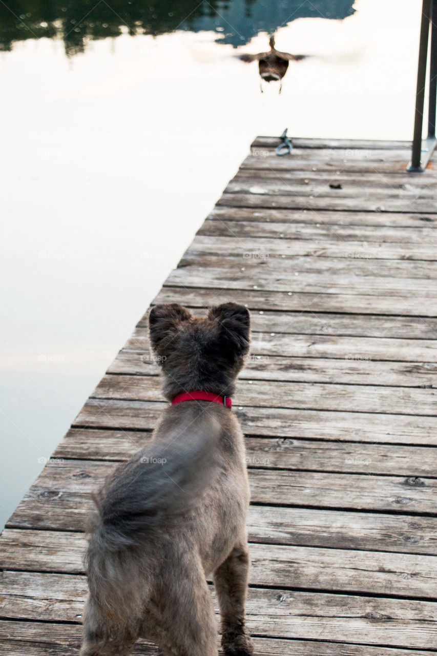 A dog watching a duck fly away on pier