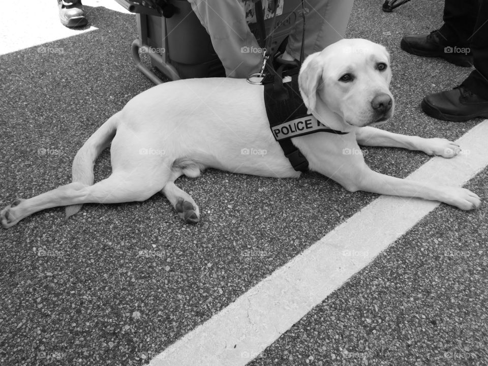 State of Florida Bomb Squad K-9! Sniffs out and alerts on explosive devices!