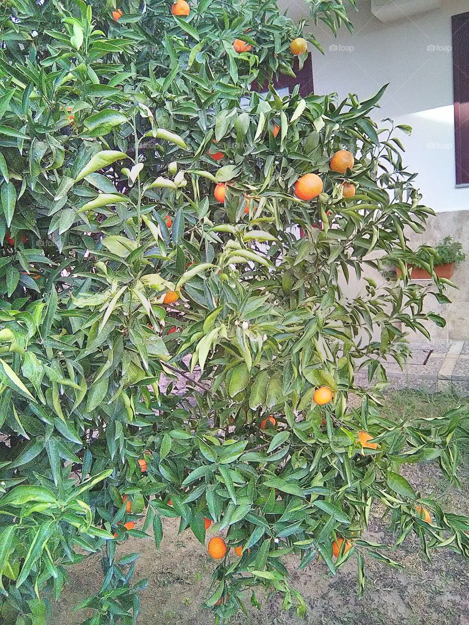 orange' tree in Turkey