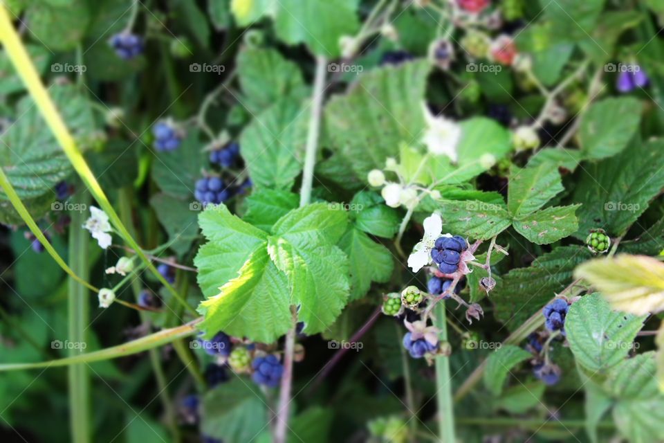 Ежевика/blackberry 