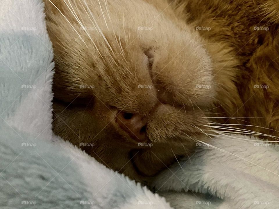 An orange tabby cat sleeping on a blue and white fleece blanket