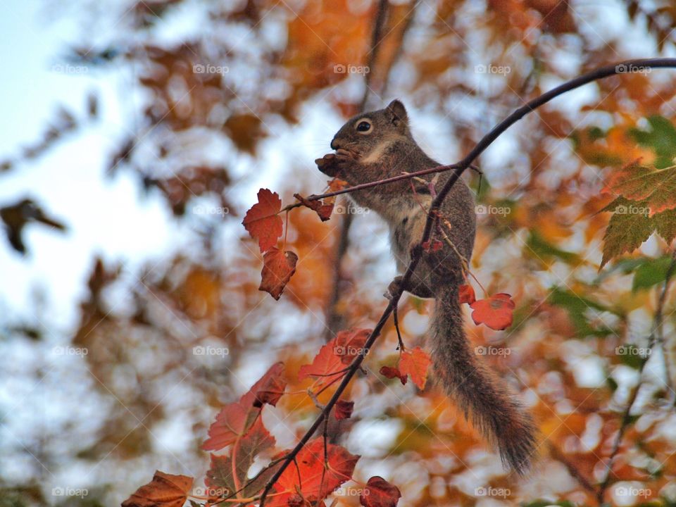 Squirrel