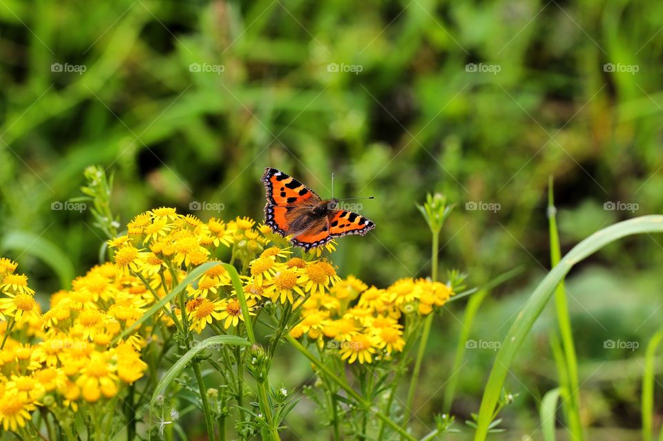 Butterfly on flower