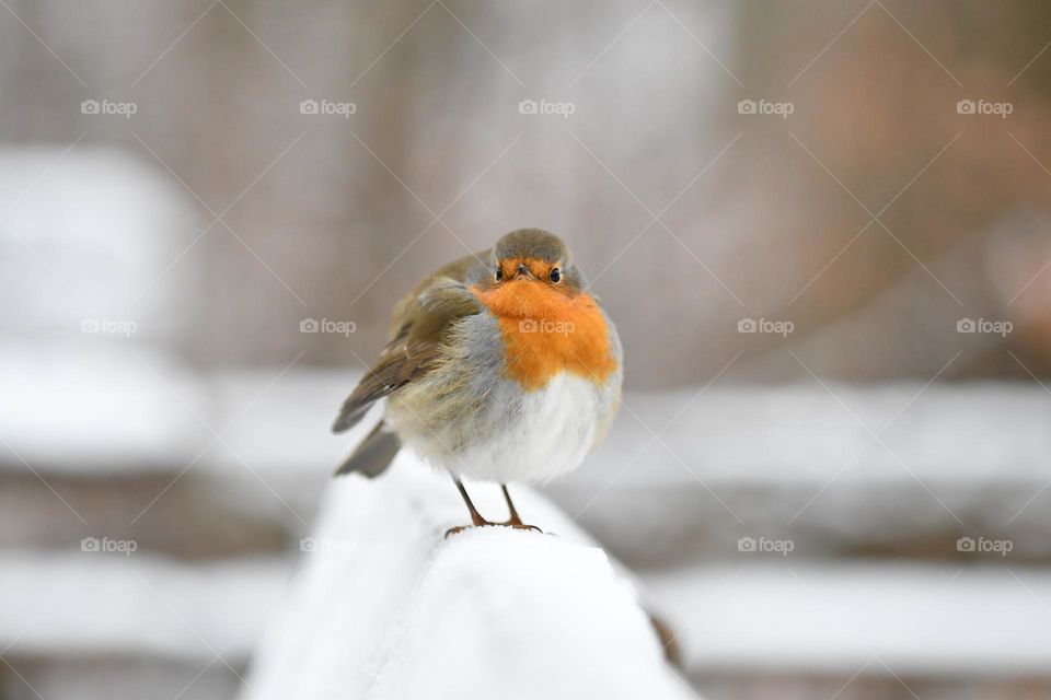 A bird in winter 