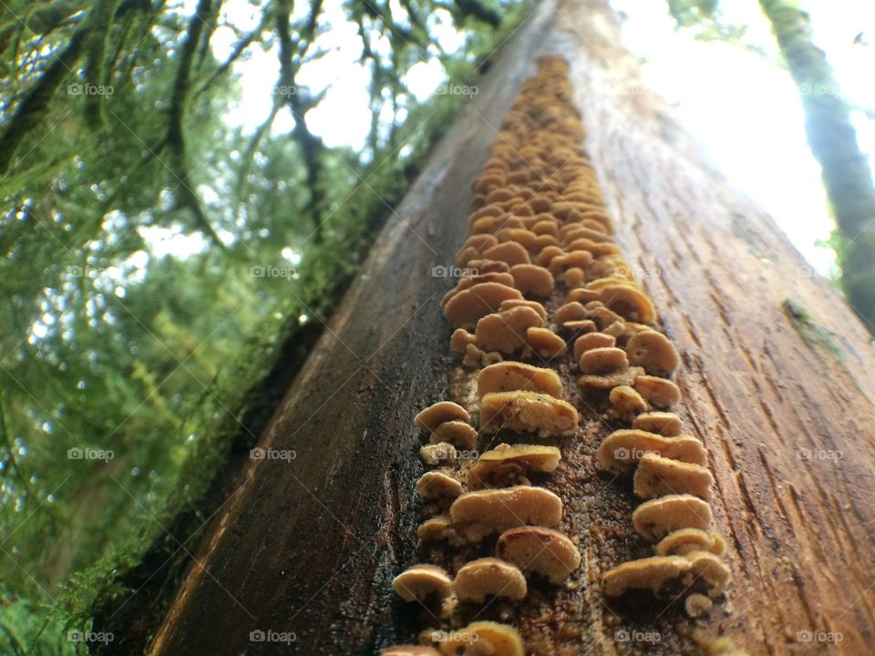 A tree dotted with a perfect line of turkey tail fungus. 