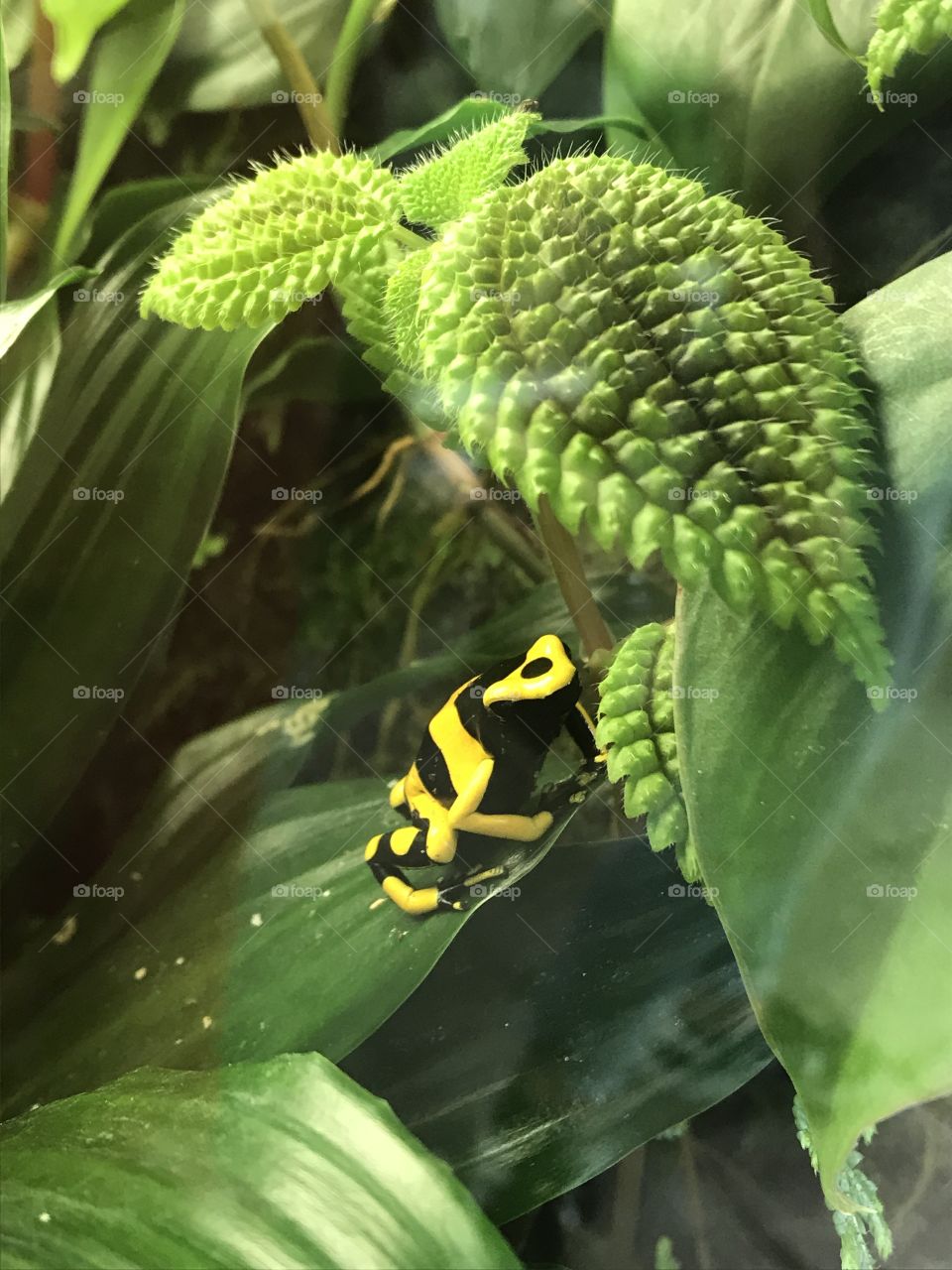 A yellow and black poison dart frog hiding among leaves, one covered in spiky protrusions 