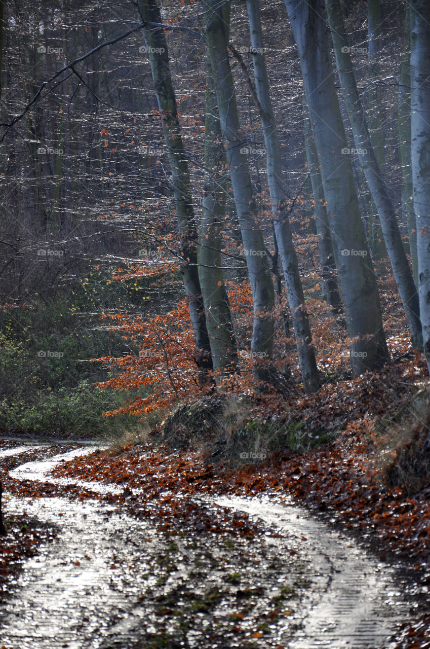 Forest after the rain in Gdynia Poland 