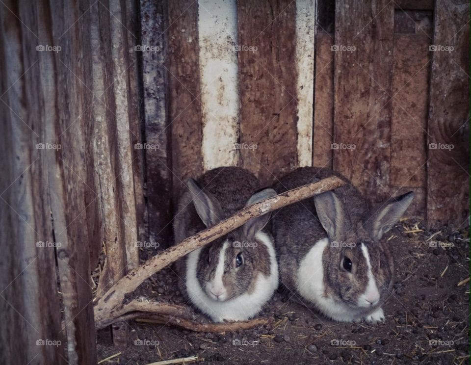 Rabbits#animals#nature#cute