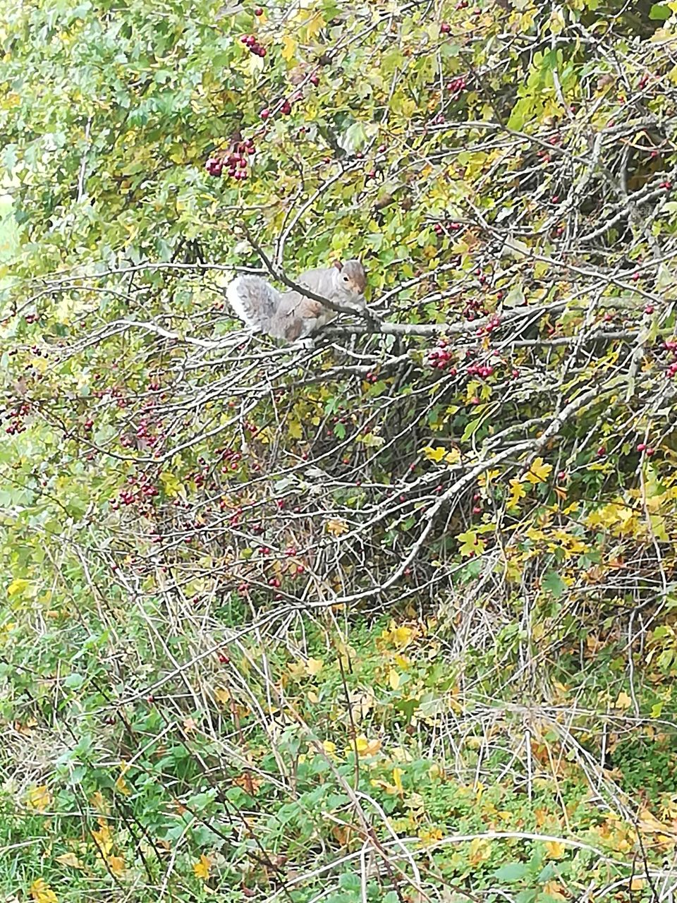 Where's the squirrel